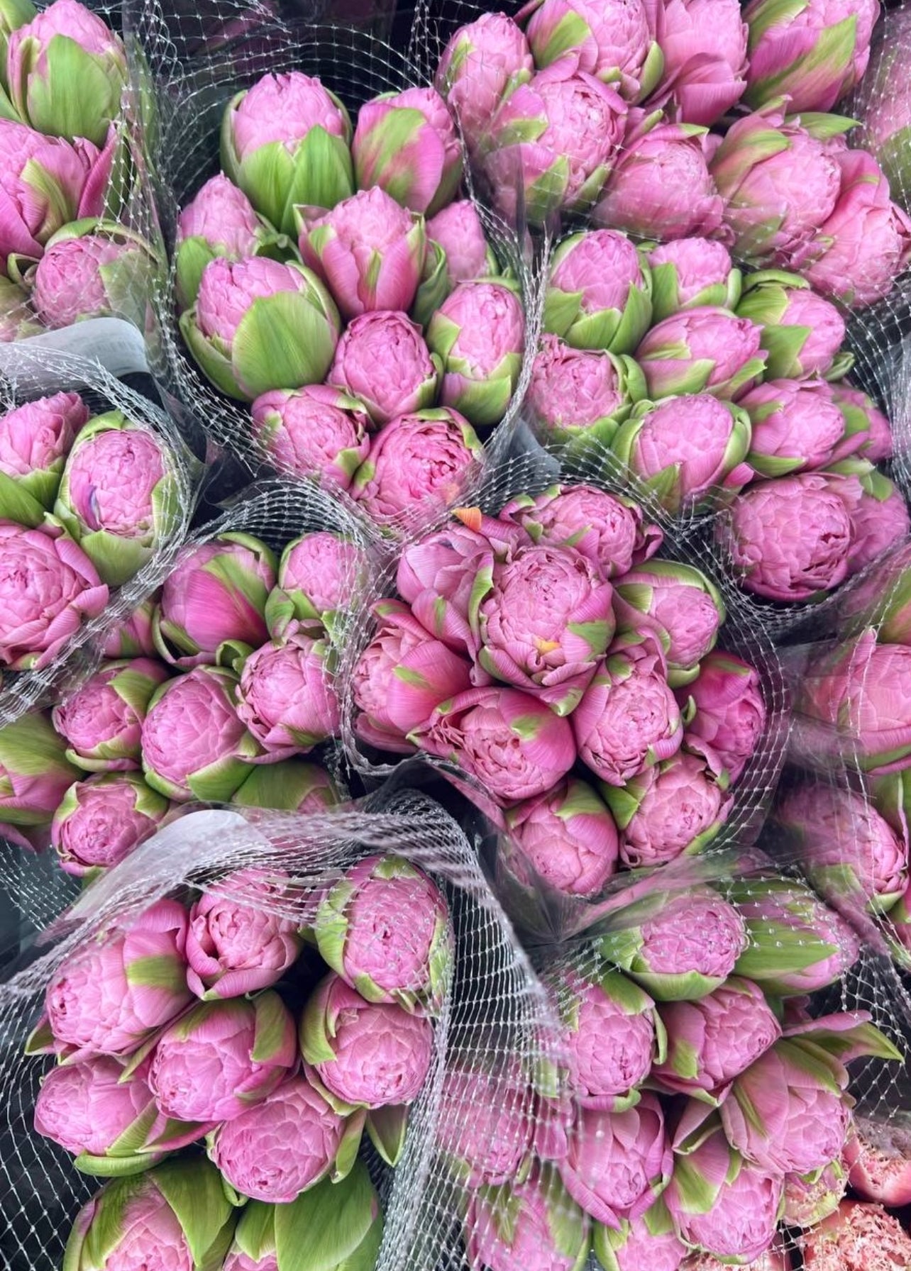 Pink French Tulips Bouquet